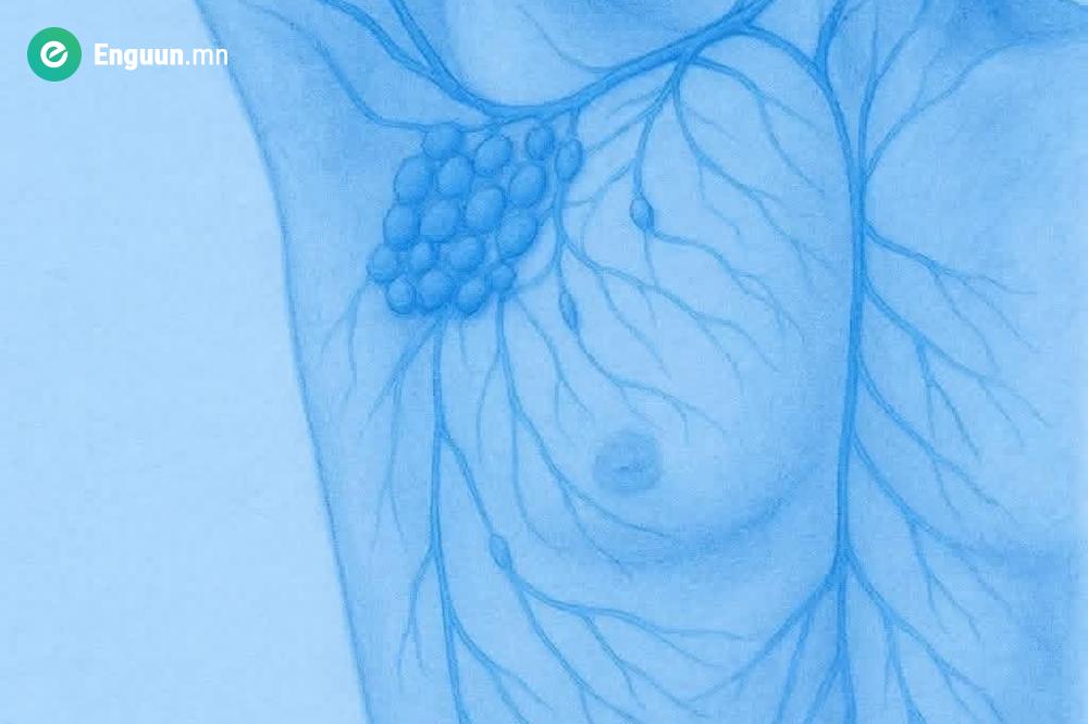 Суга хавийн лимфийн булчирхай — Таны биеийн нууц хамгаалагч